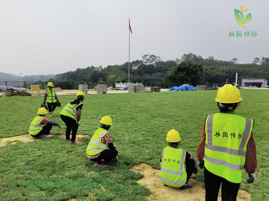 菲律宾网赌合法平台工人铺草皮